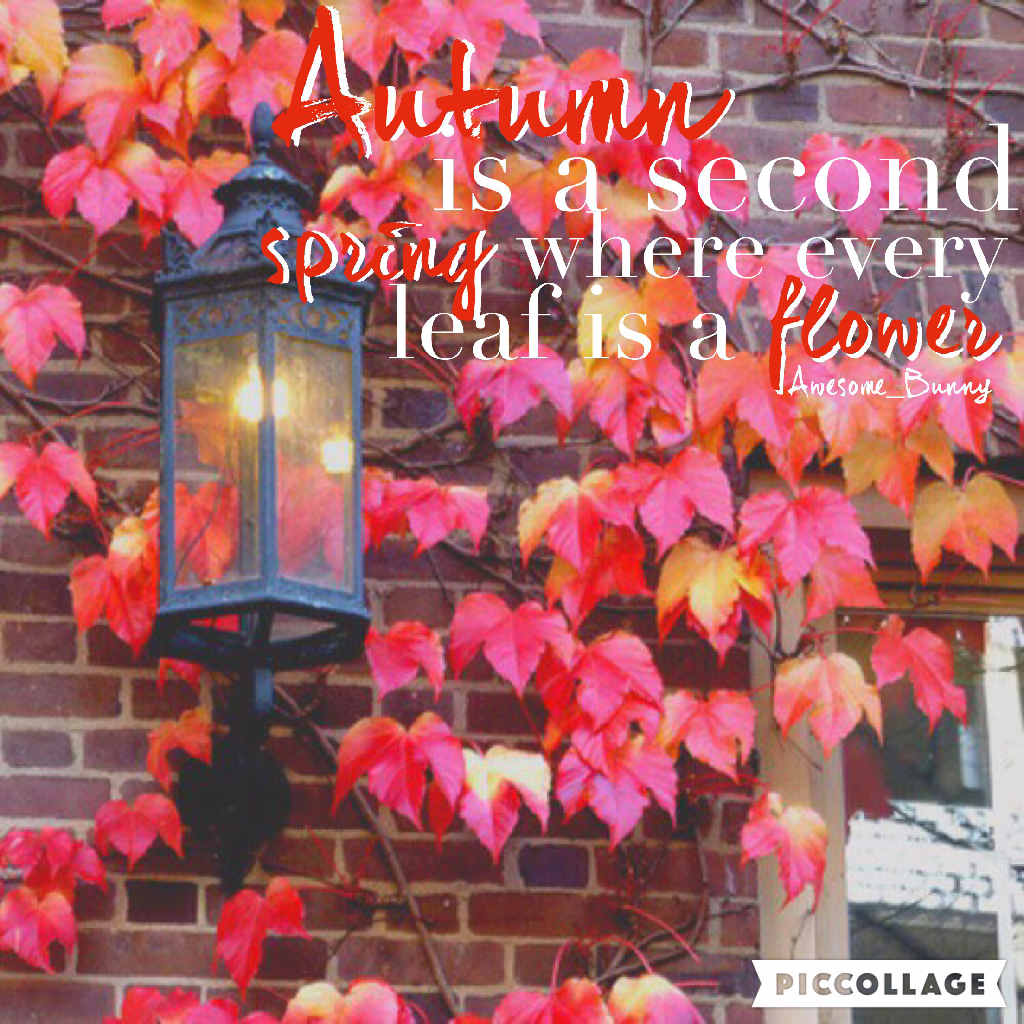 Cheers to fall, & a quick edit! Credits to music_foreva for the BG! 🍁
