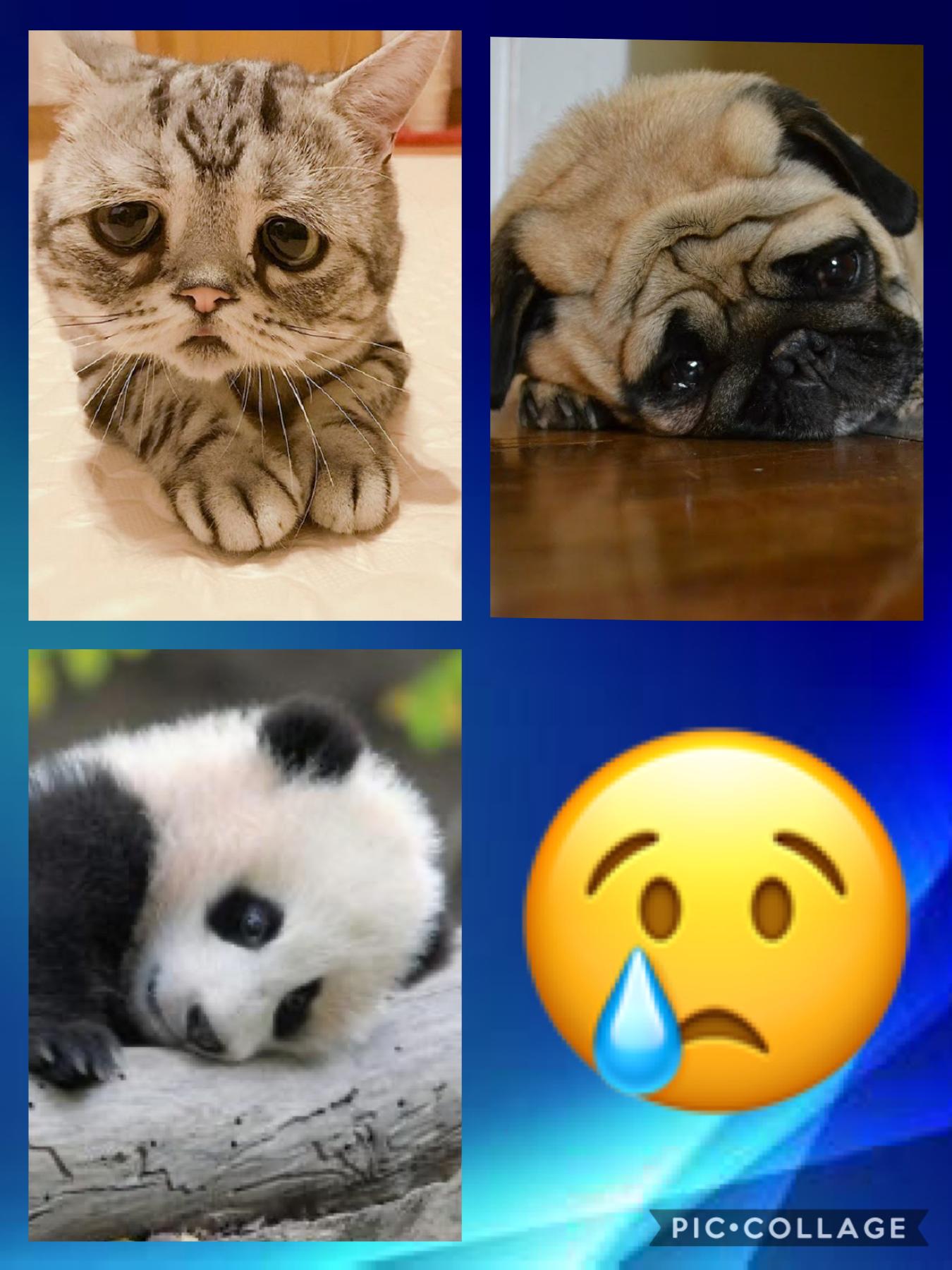 Sad animals. Hooooo it’s sooooo cute 🥰