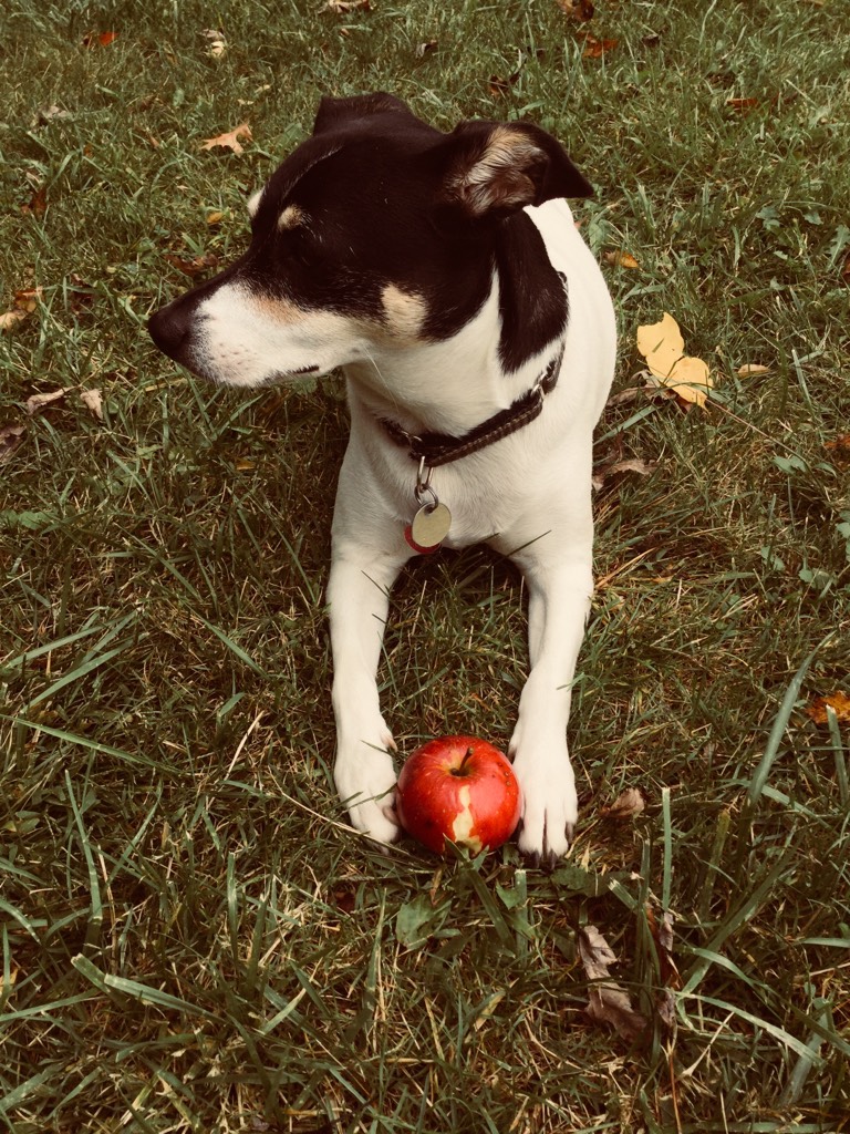 Still loves apples