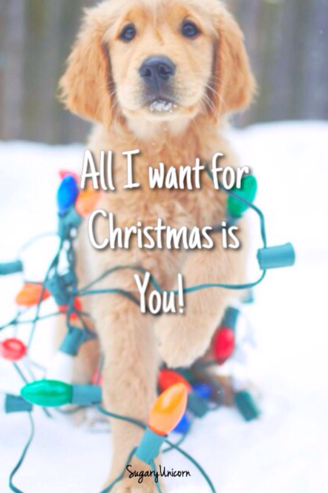 I want a dog for Christmas! 🐶