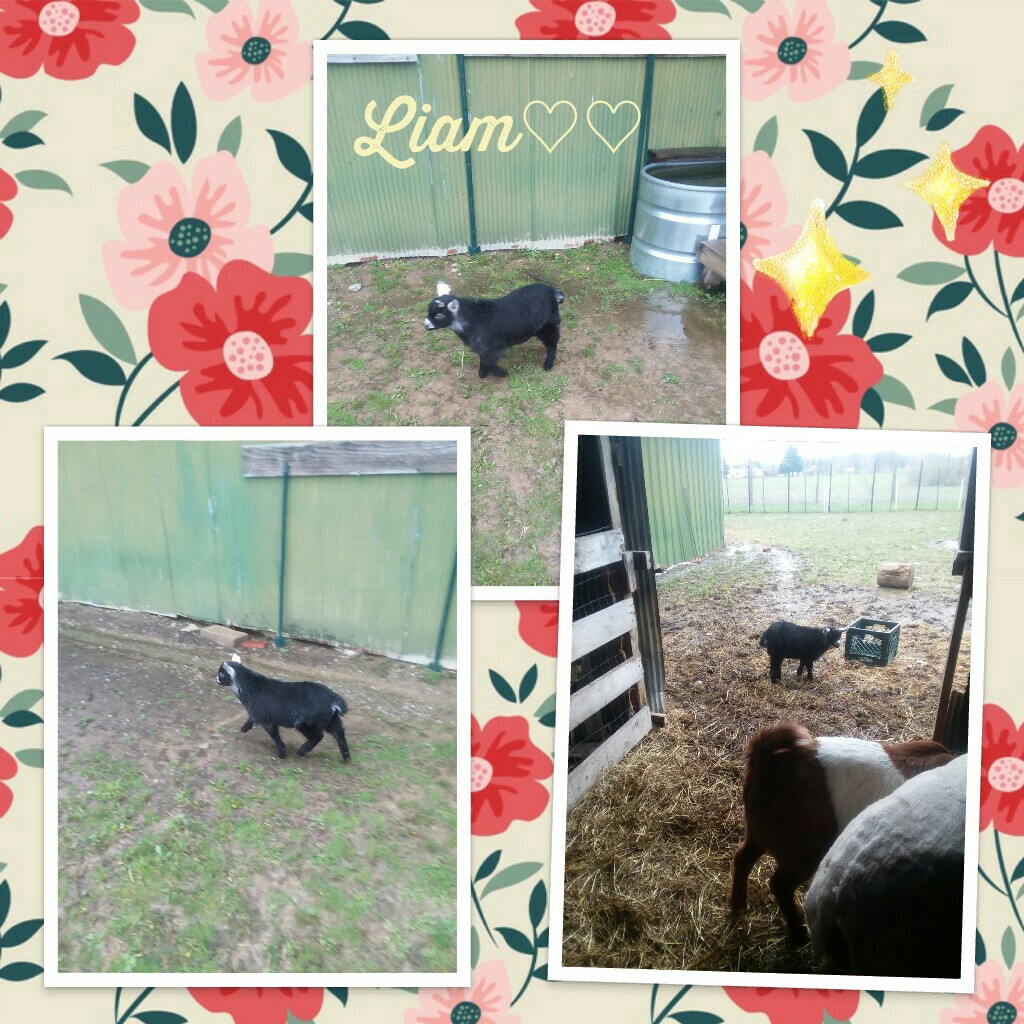 Liam♡♡ my new goat♡♡ do you guys have animals?