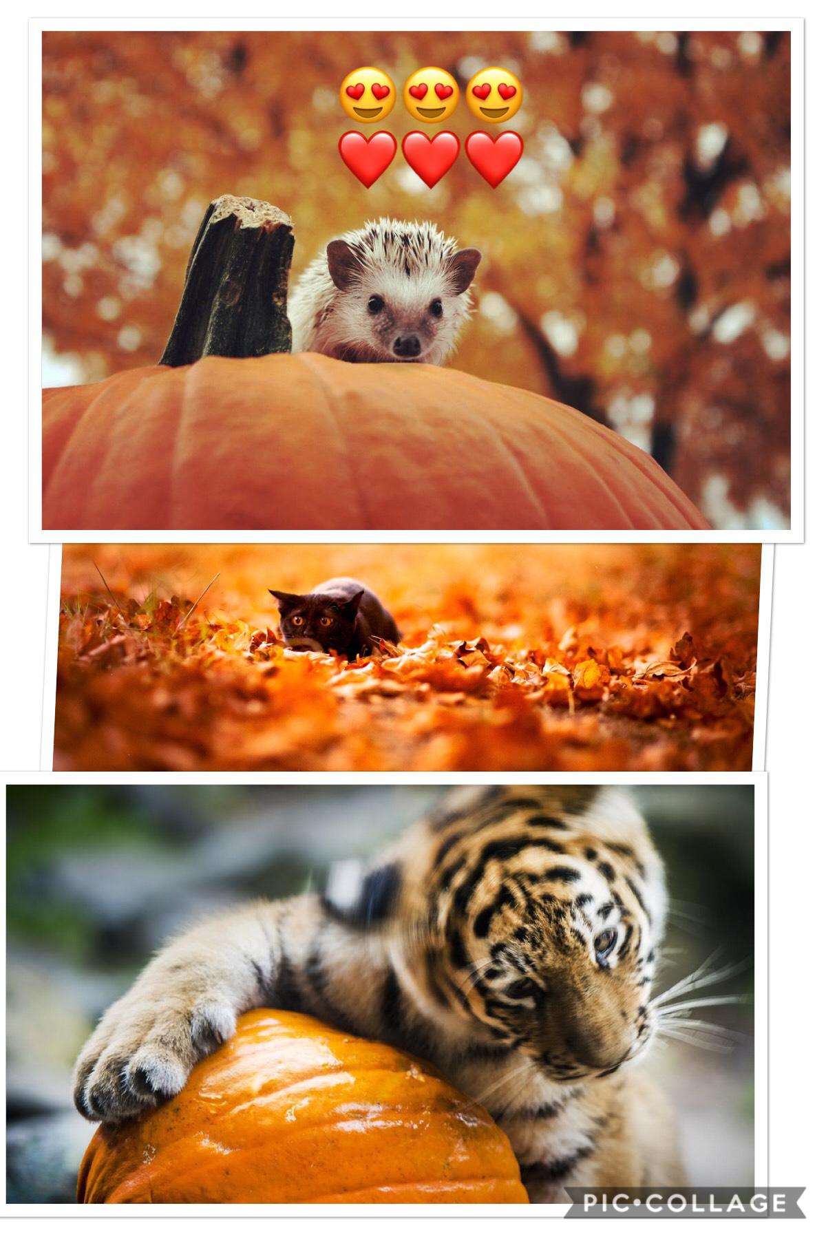 Baby Animals With Fall 