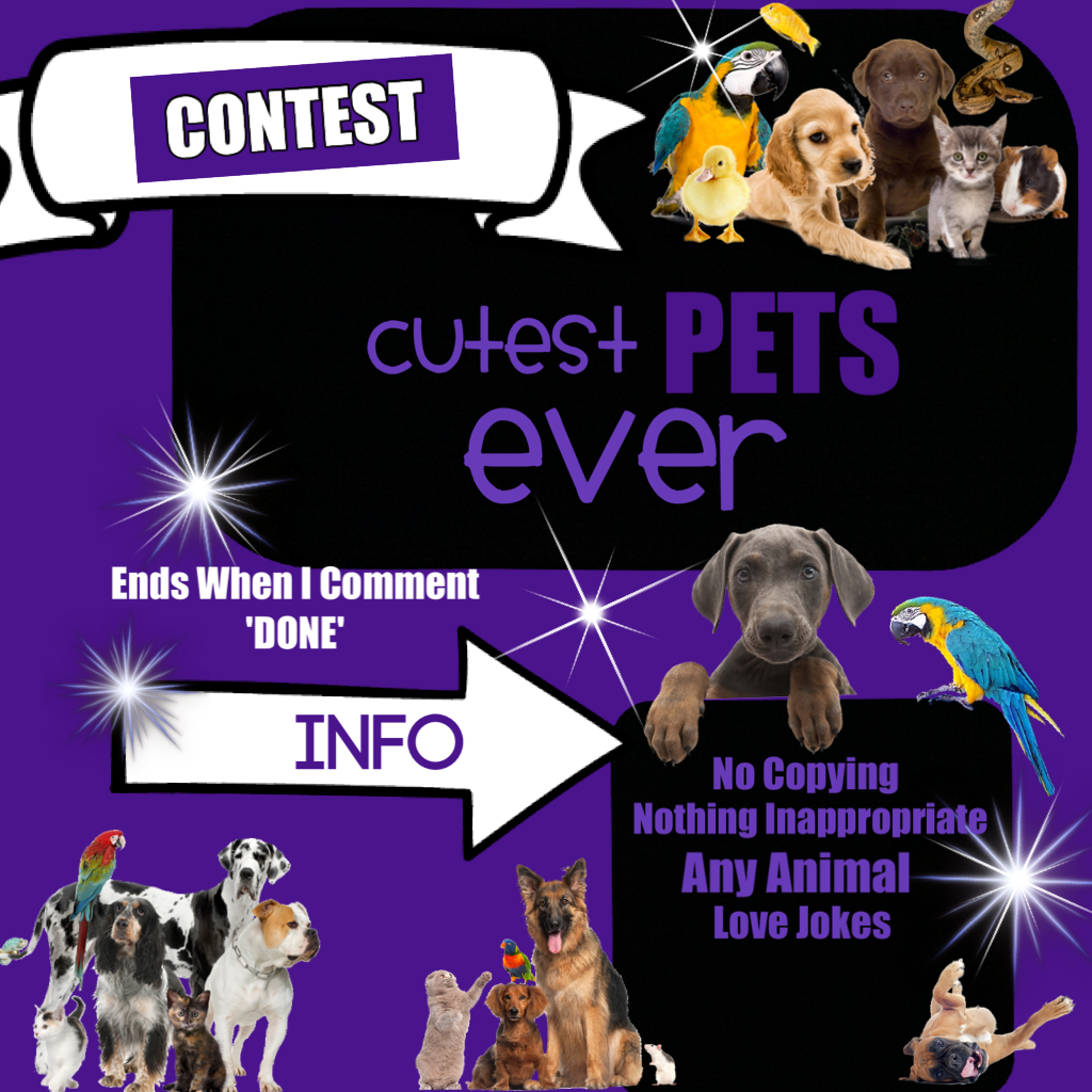 Animal Contest
