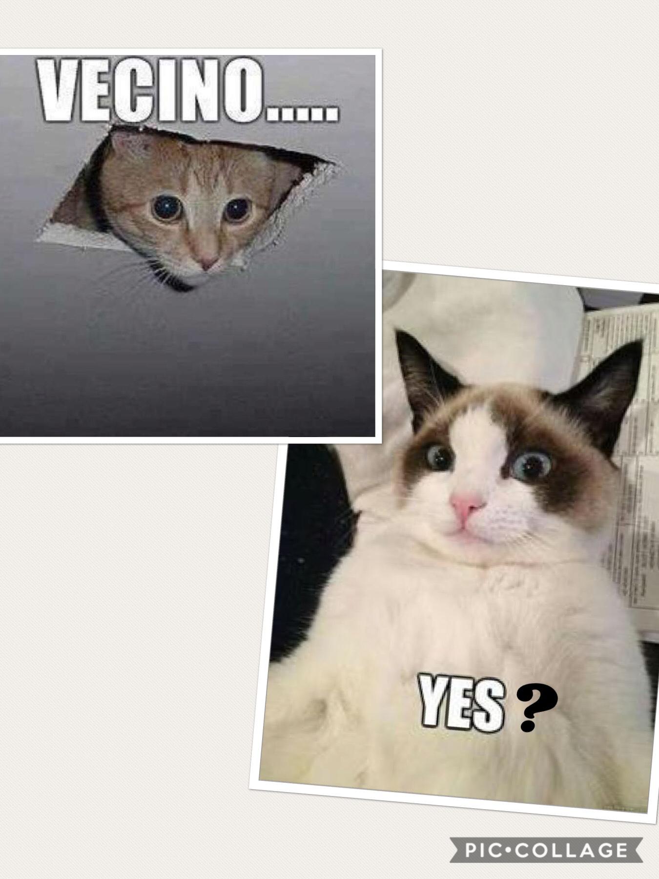Memes gatitos adorables
