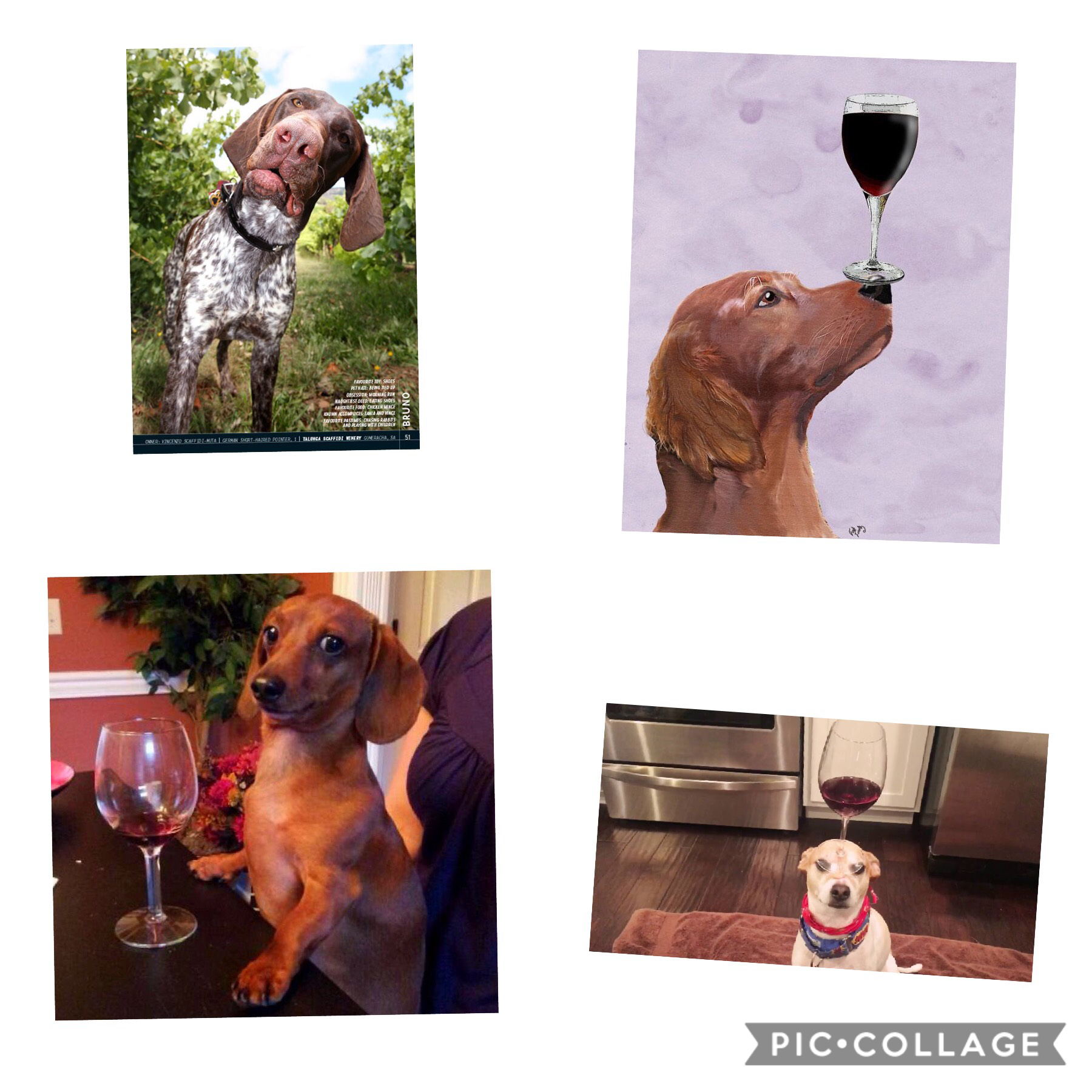 Wine dog