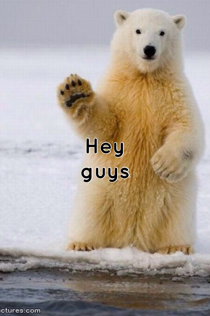Cute polar bear 🐻 