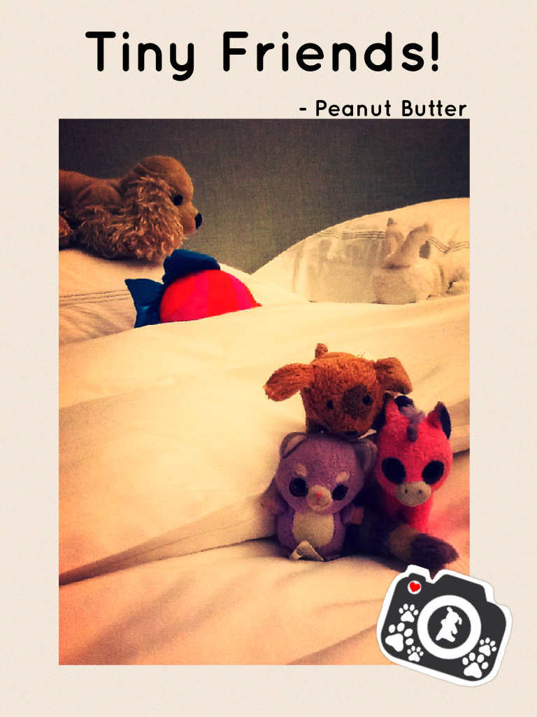 These cute little animals are as small as Peanut Butter! The pink and purple unicorn was named Magic, and the Purple and white raccoon was named Hapee (Happy). They were pretty shy friends, so Peanut Butter finally got calmed by his hyperness after his wa