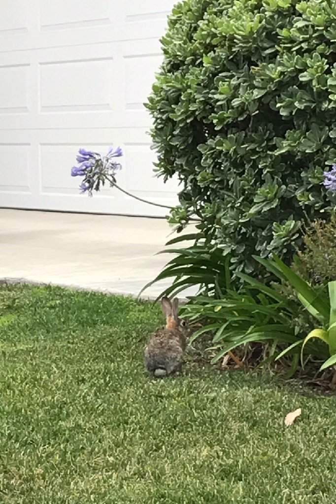 #53 #op (own picture) I found this cute lil' bunny in my front yard! Idk if anyone's gonna use this it's such a bad photo😂