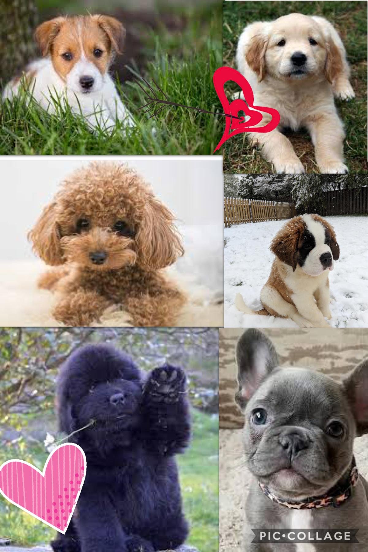 Which is the cutest puppy