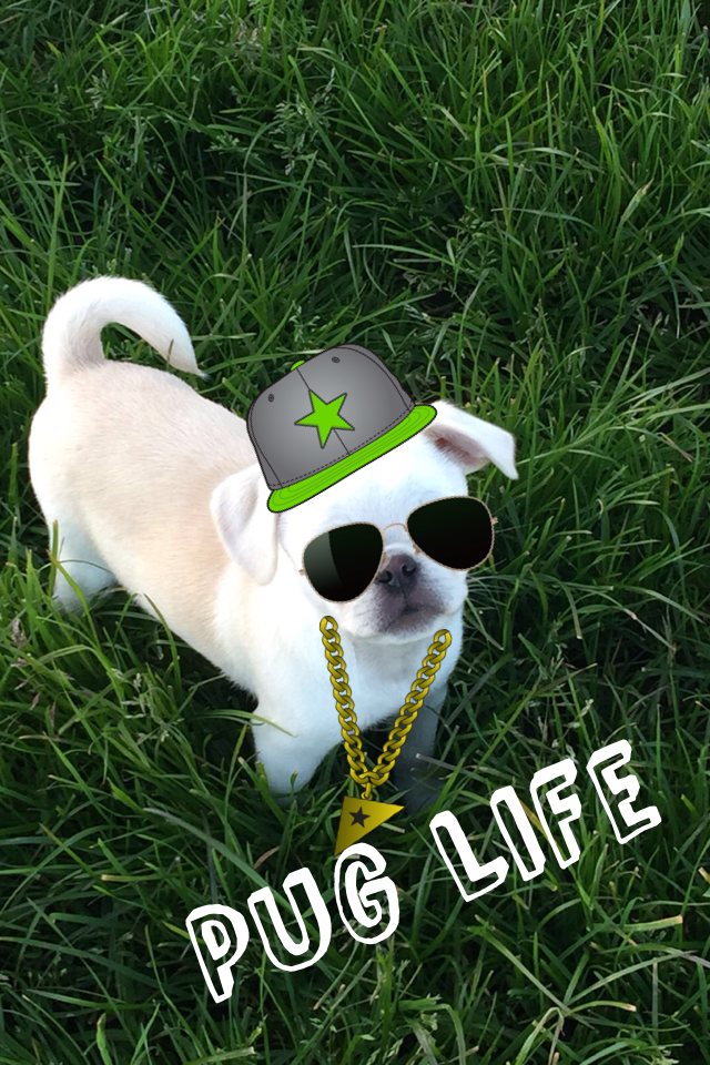 Pug Life 😂