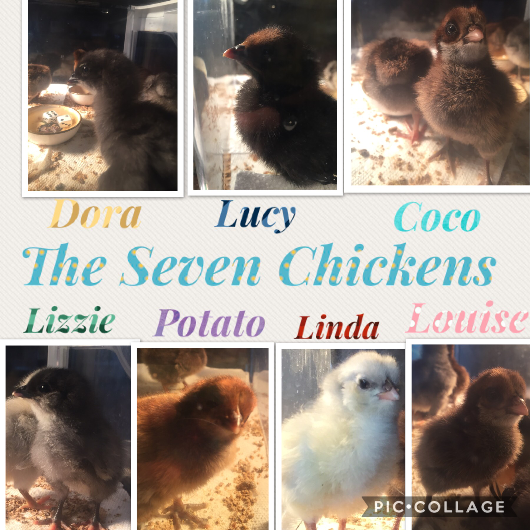 I wasn’t lying about my chickens