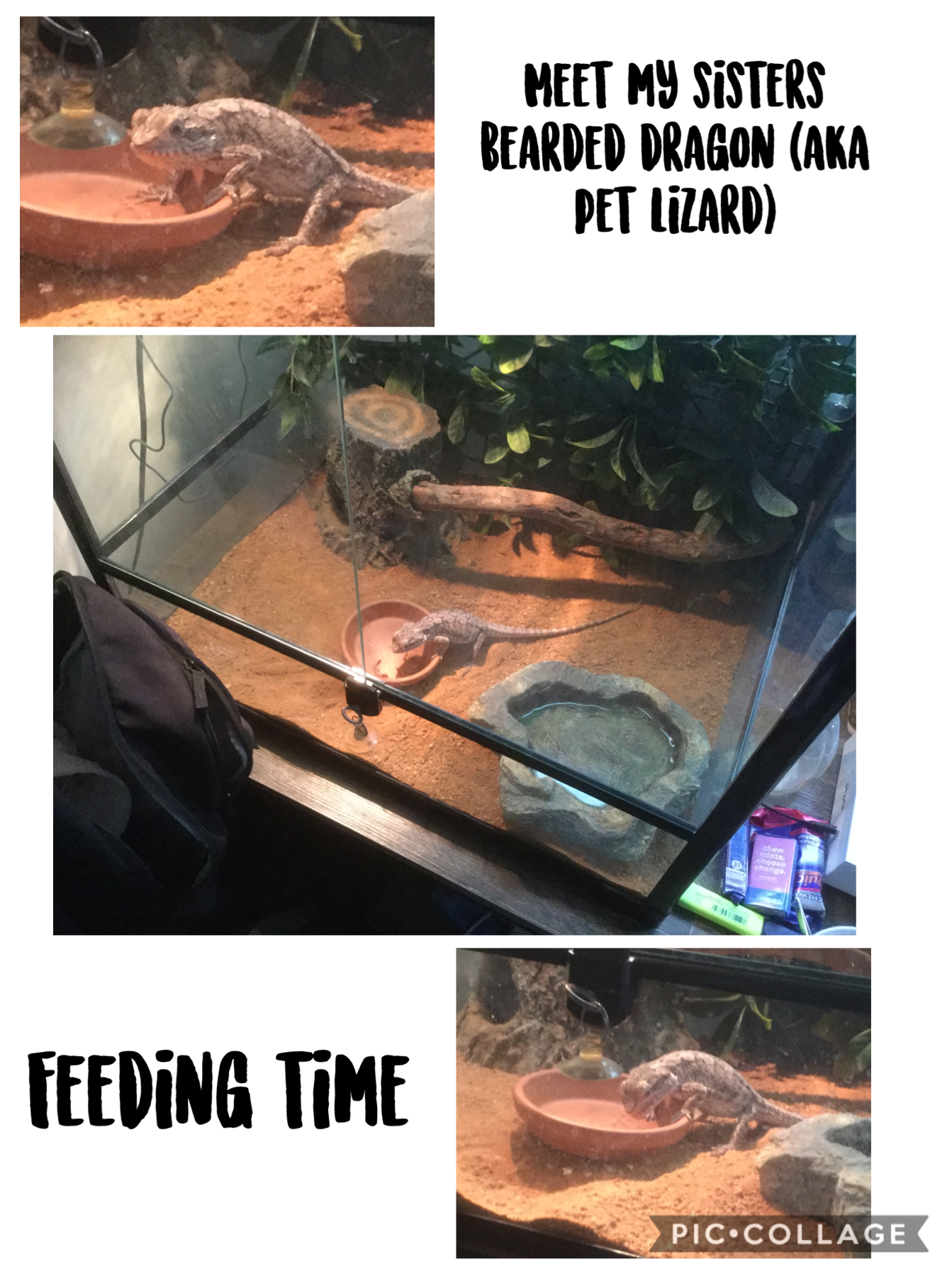 Meet my sisters pet ❤️ I took these photos when I fed her