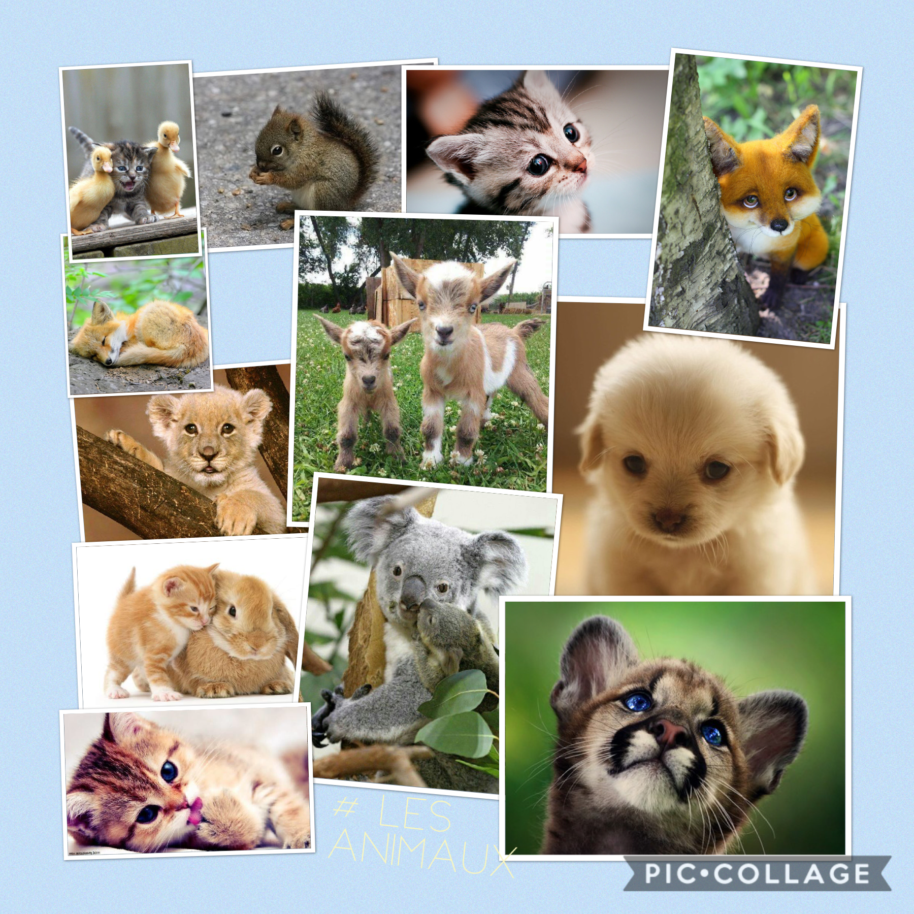 # les animaux # trop mignon # chats # chien # lapin # koala # canard # Écureuil 