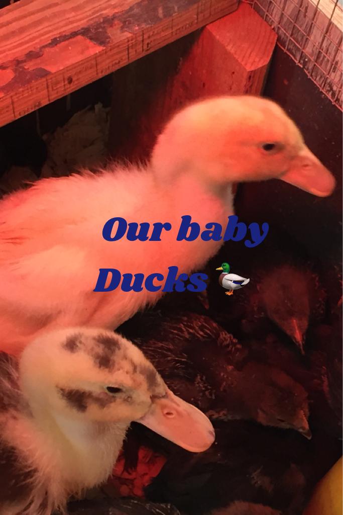  Our baby Ducks 🦆 