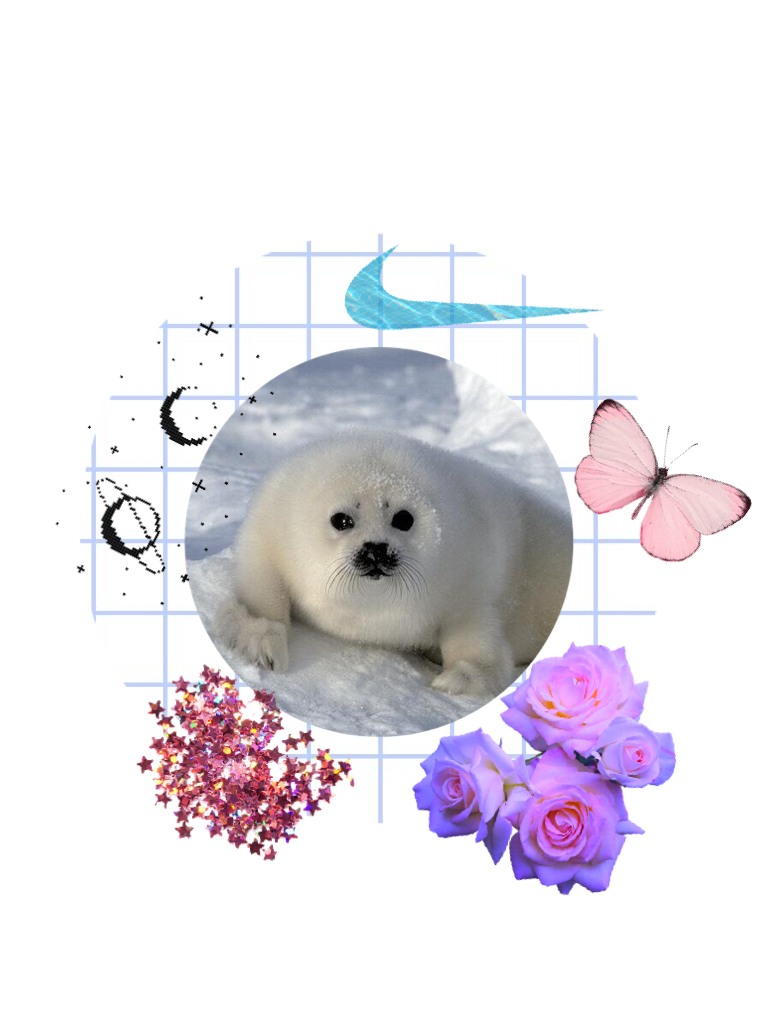 Seals are my favorite animals💖💖comment your favorite animals✨✨✨🐶🐼🐨