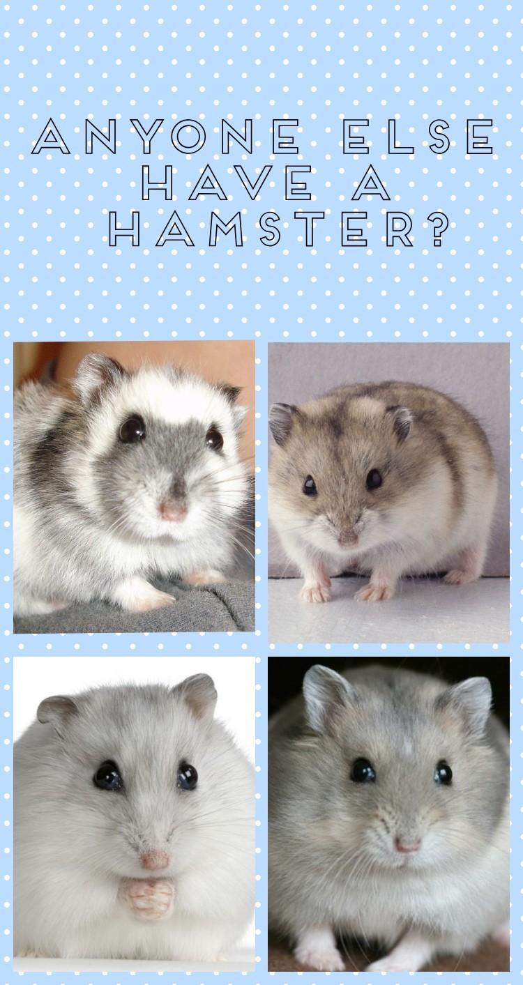 Like if you have a hamster