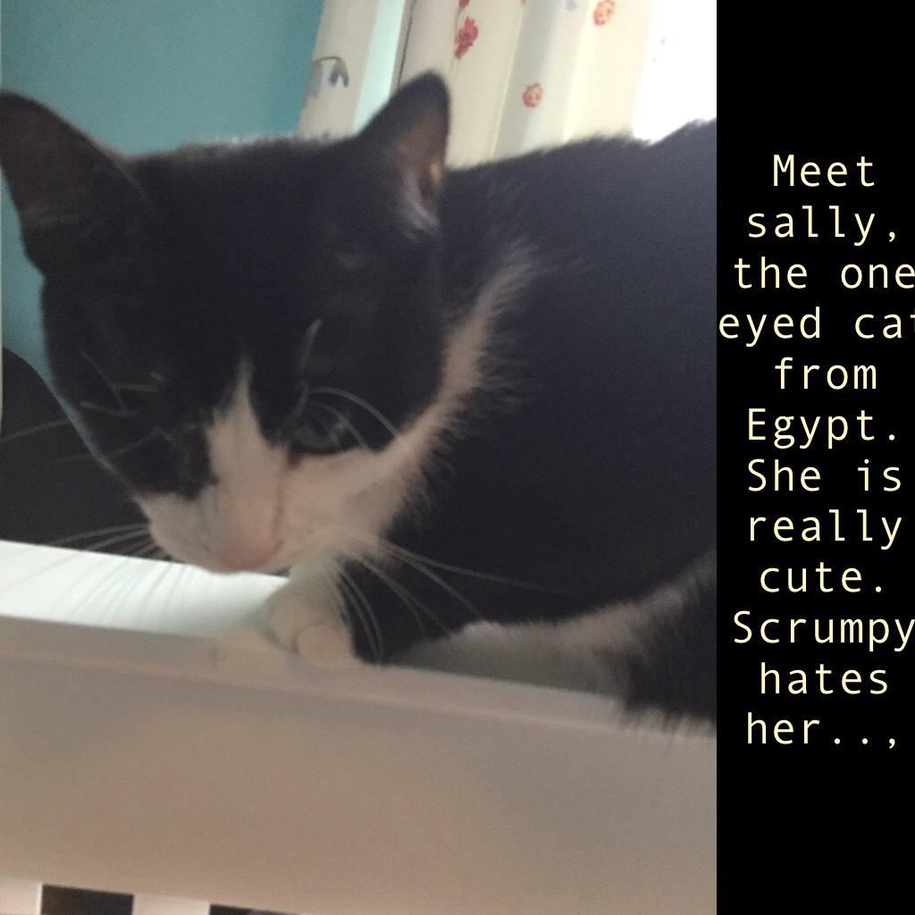Meet sally, the one eyed cat from Egypt.  She is really cute.  Scrumpy hates her..

