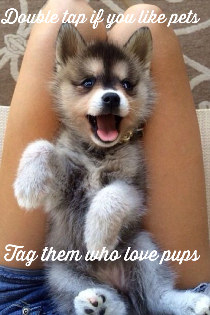 Tag them who love pups