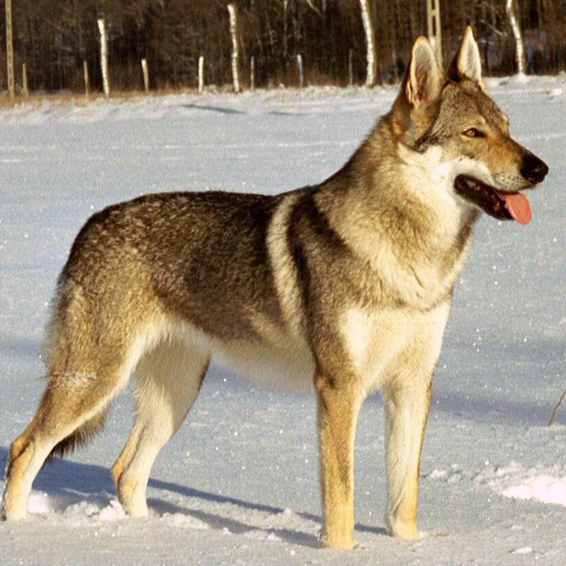 Wolf doggo 