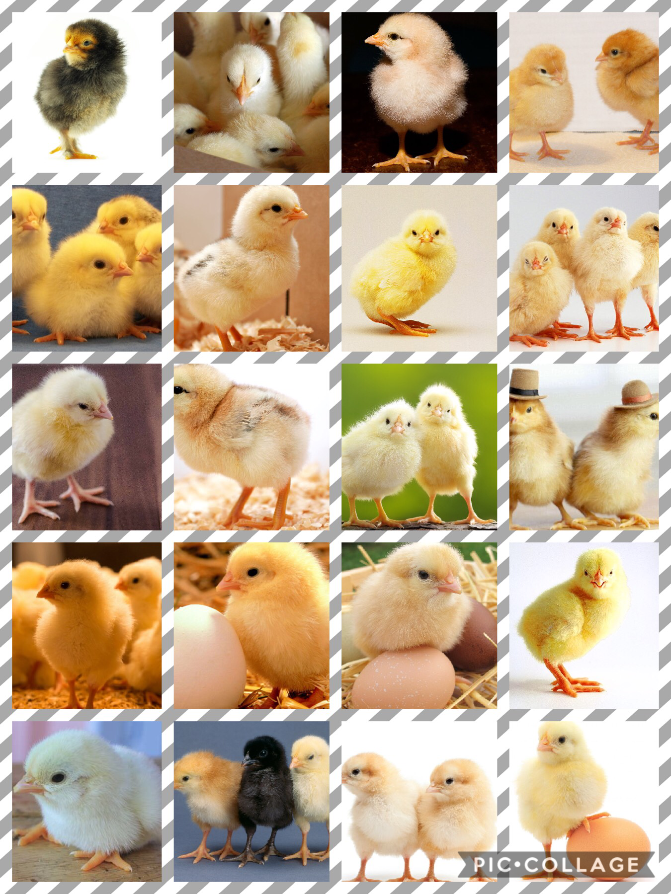 I love chicks 🐥 