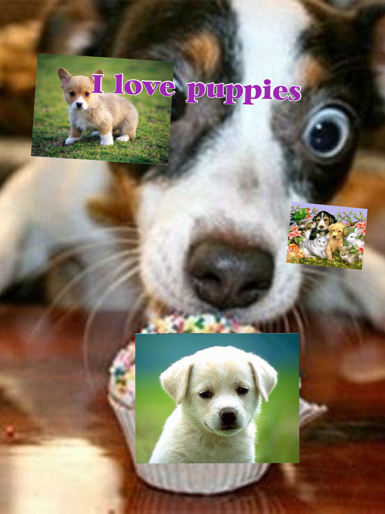 I love puppies if you like them to follow me at gracehill123