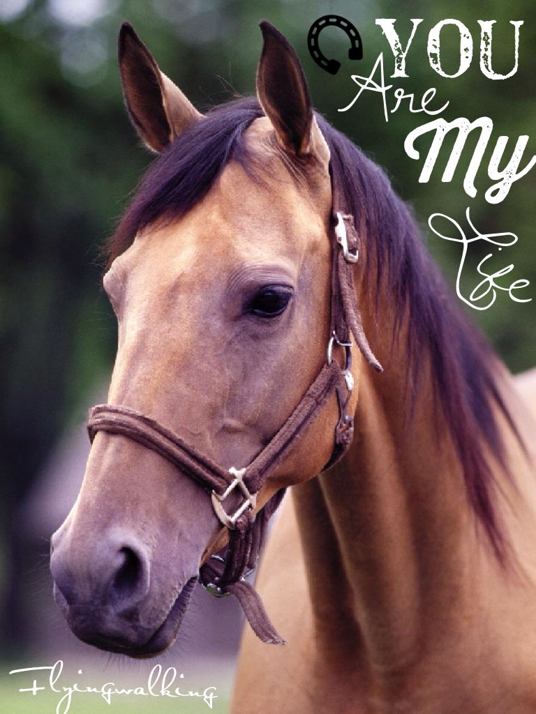 Love horse
✌🏻️✌🏻️