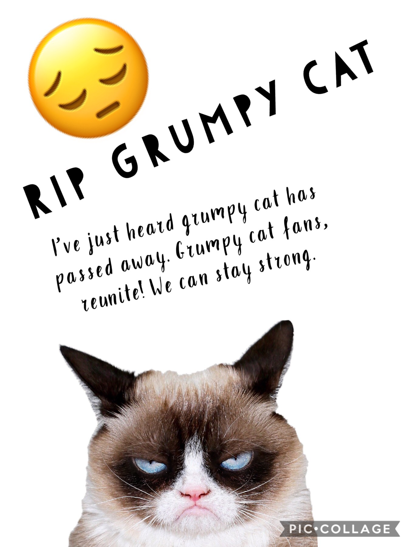 Grumpy cat, you rockkkk