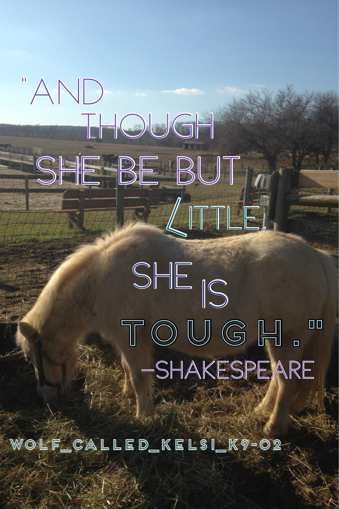 "And though she be but little, she is tough." 
-Shakespeare 
This is Nickles, a sassy miniature ❤️🎉 at DEF Horse Rescue 
