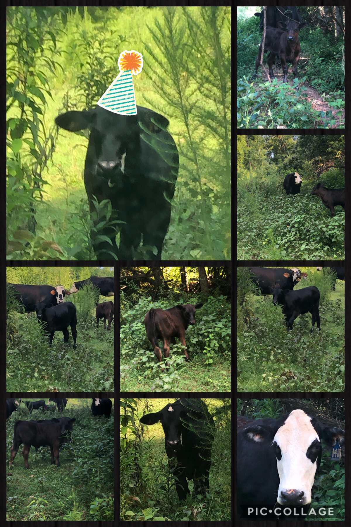 my cows