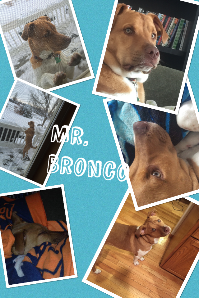 Mr. Bronco being very serious too!