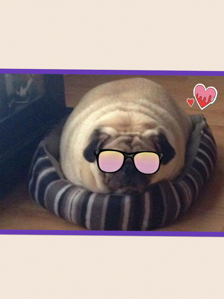 P.S i think my pug is to fat for these glasses lol 😂 