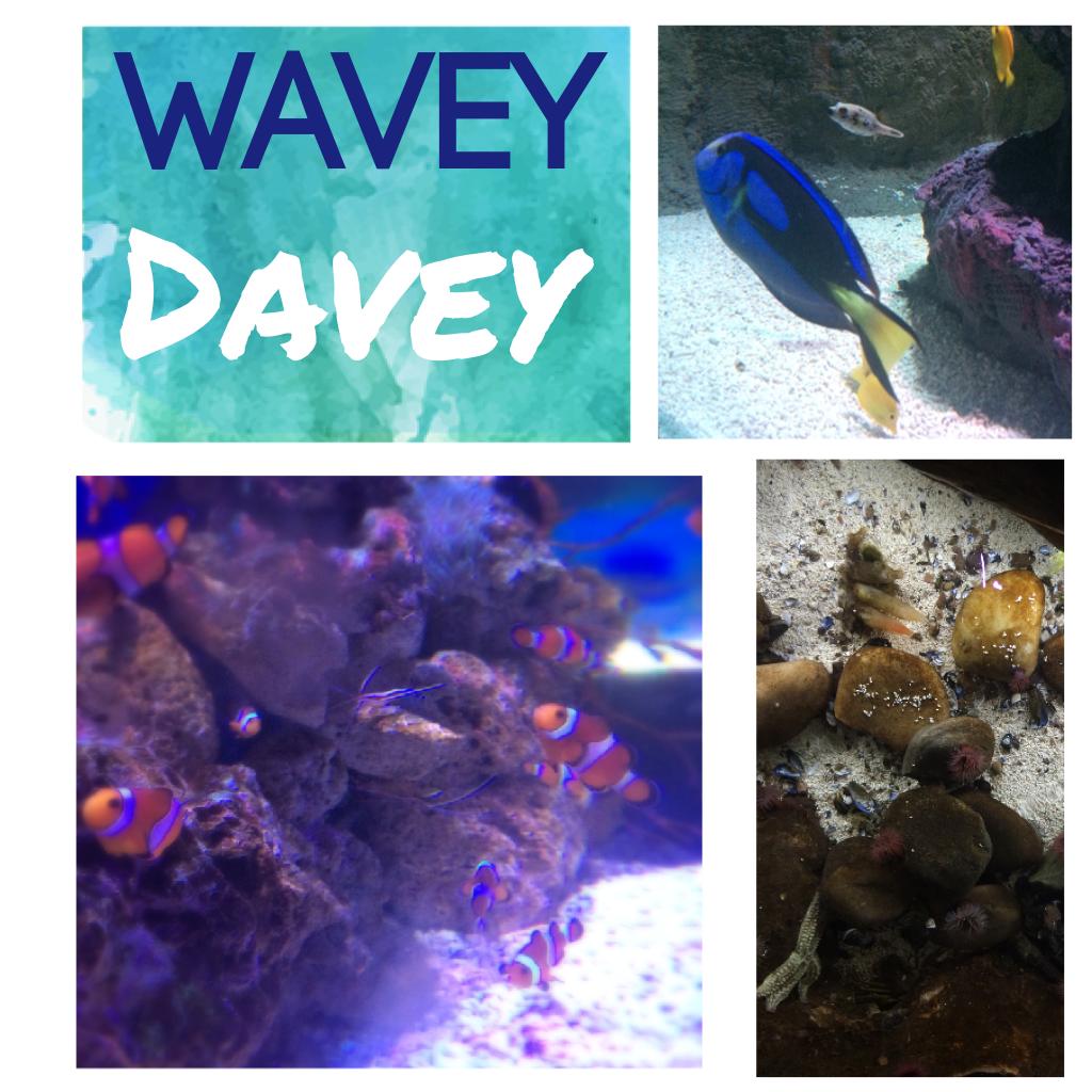 WaveyDavey🙊
From Sealife😂
Sorry for the bad photos😊
Might post a collage from the zoo soon⭐️