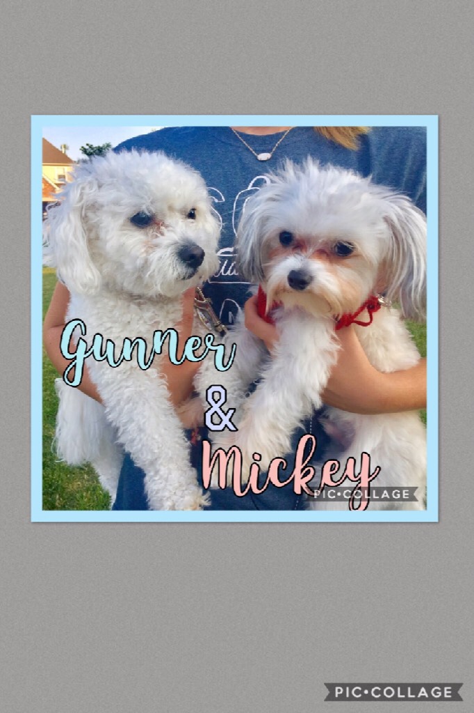 Hey guys sorry I haven't been active lately. Do you like dogs?!? If so, go open musical.ly and search @cutedogssss. Gunner and Mickey have the cutest account and you should totally follow them. Comment when done! Love uuuuuu