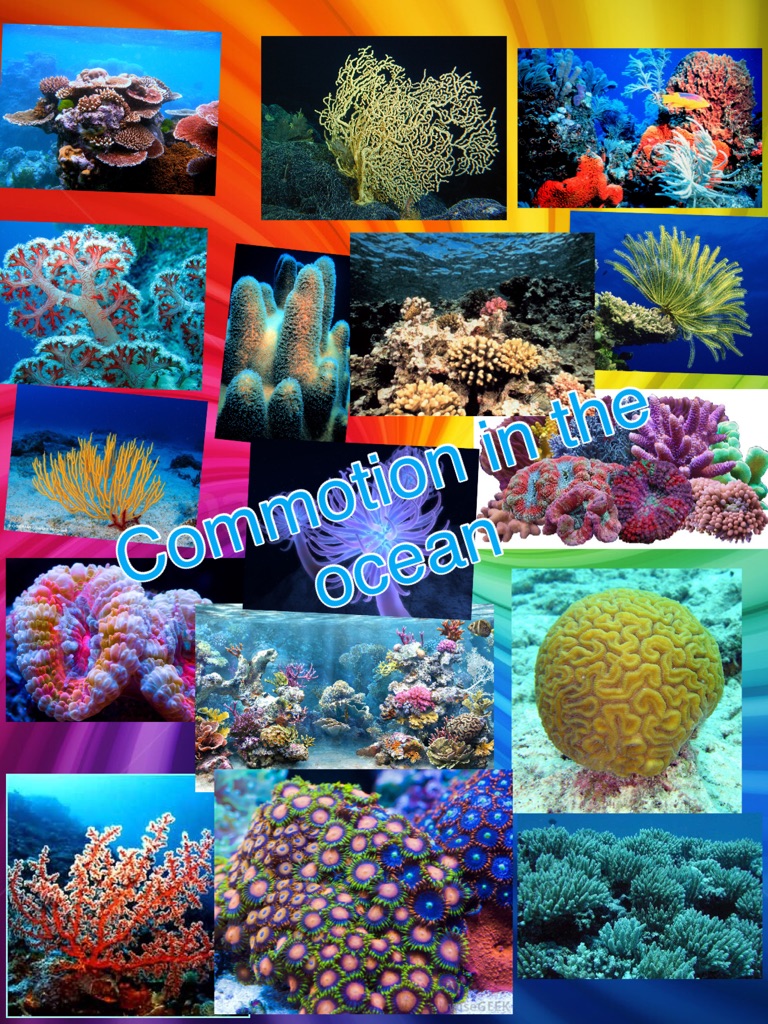 Colourful coral! Pretty
