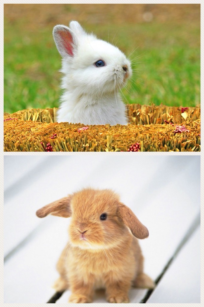Cute bunnies!😍😍
