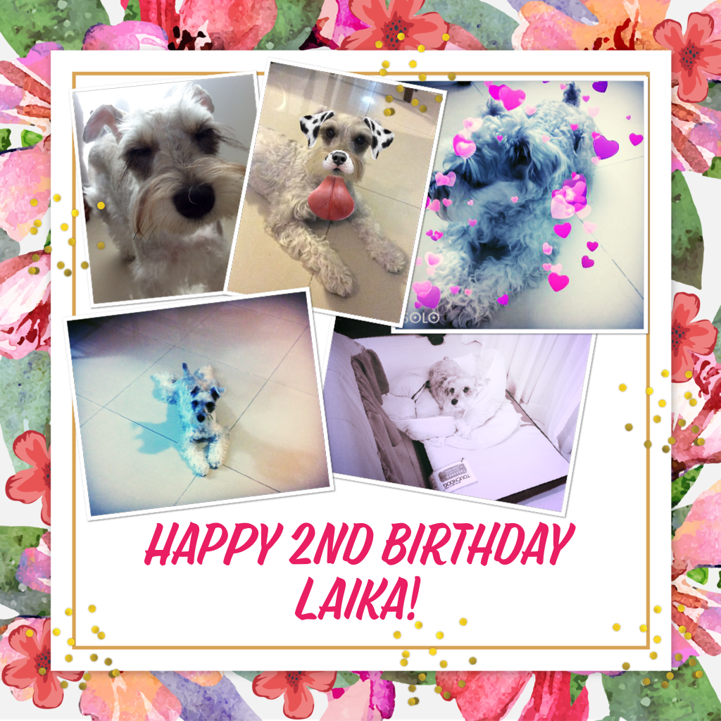 My doggy's birthday 🎉😊