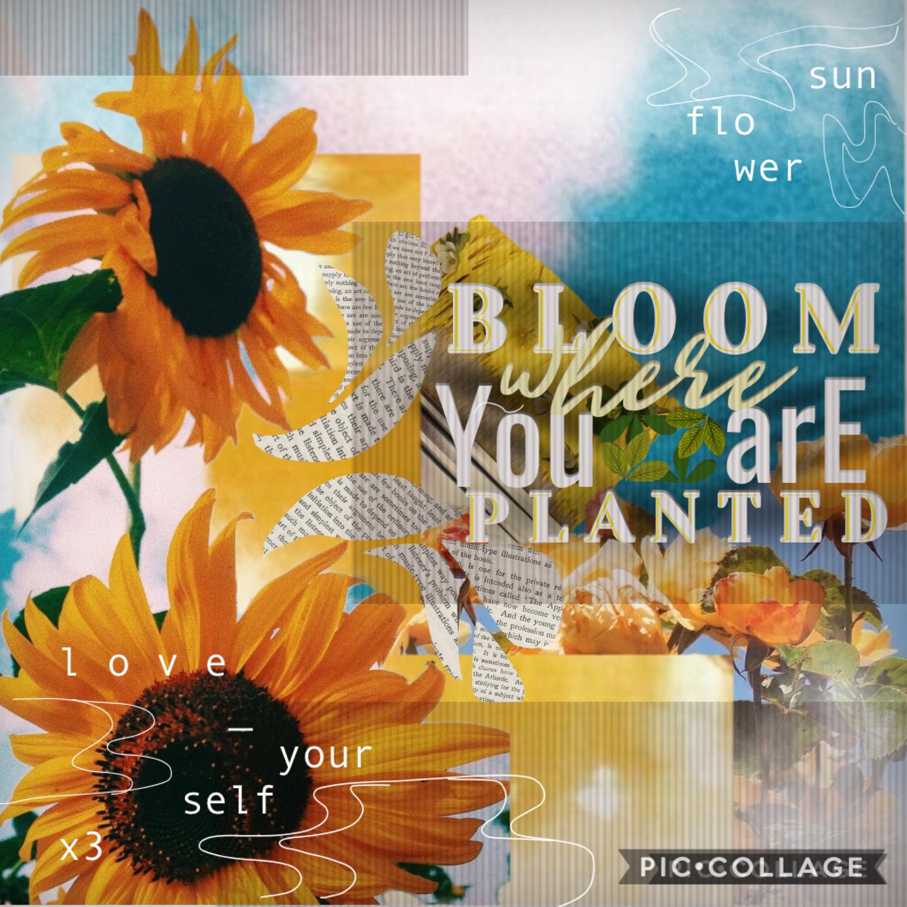 🌻My entry To lem0nayde’s contest!! (tap)🌻 
I made another version of this, will be in the remixes! And y’all should definitely go join this & congratulate lemmy on 1k!!!!!

Qotd (forgot abt these) 🔽🔽