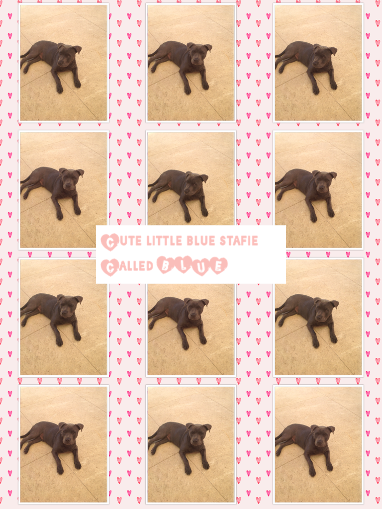 Cute little blue stafie 
Called BLUE