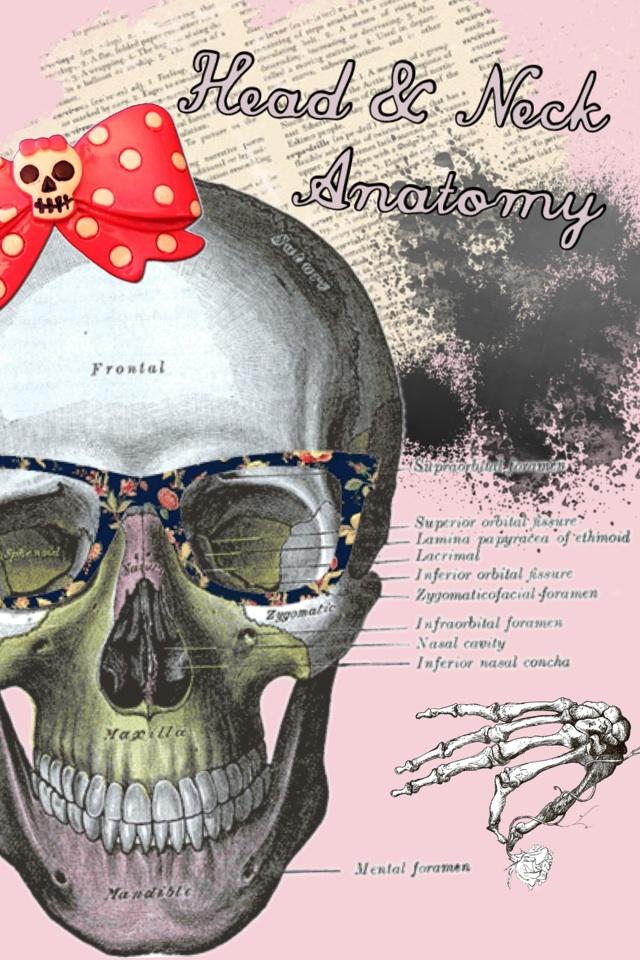 Head & Neck Anatomy 