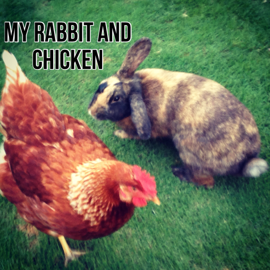 My rabbit and chicken are besties!🐰❤️🐔