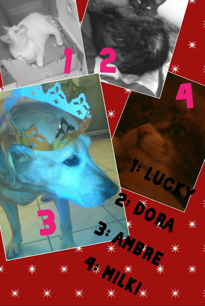 mes amours d animaux