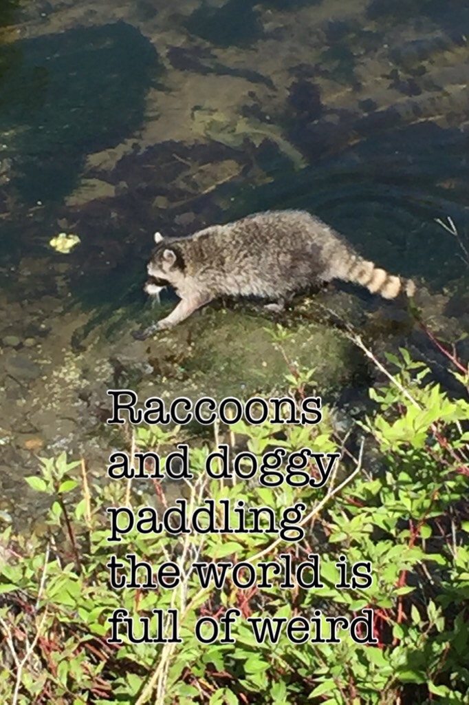 Raccoons and doggy paddling the world is full of weird 