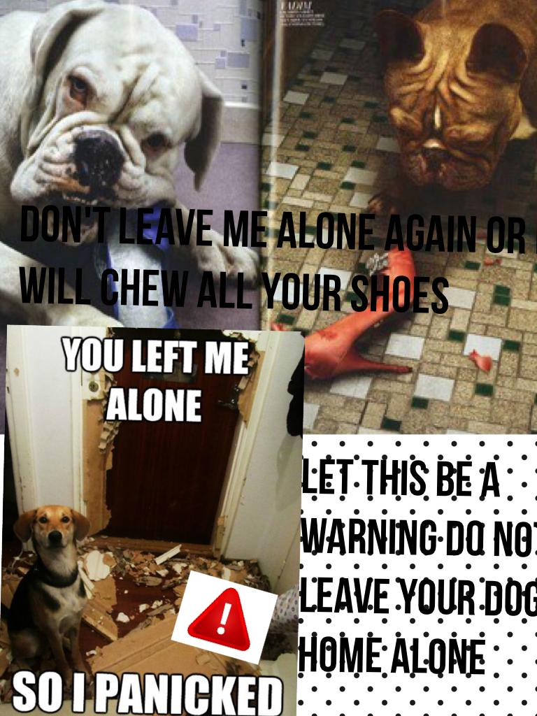 Do not leave your dog alone let this be a warning 