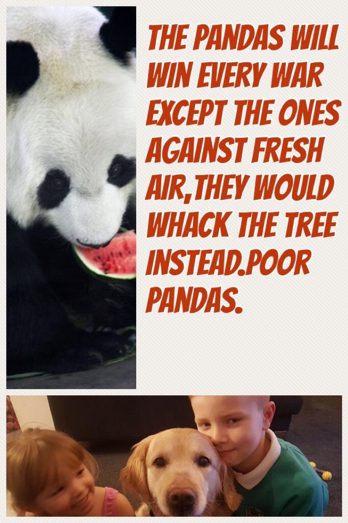 The pandas will win every war except the ones against fresh air,they would whack the tree instead.Poor pandas.