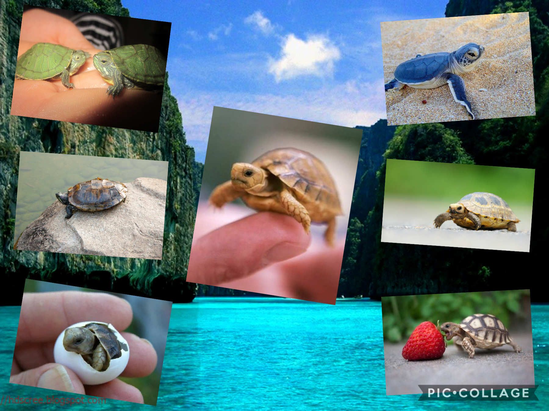 Cute turtles 