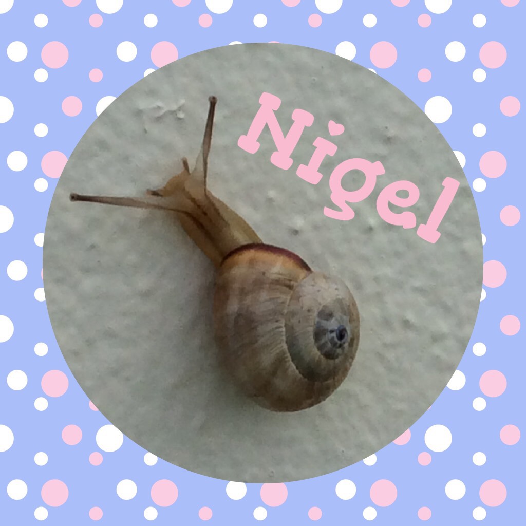 Nigel the Epic Snail that was from my holidays.💖💕