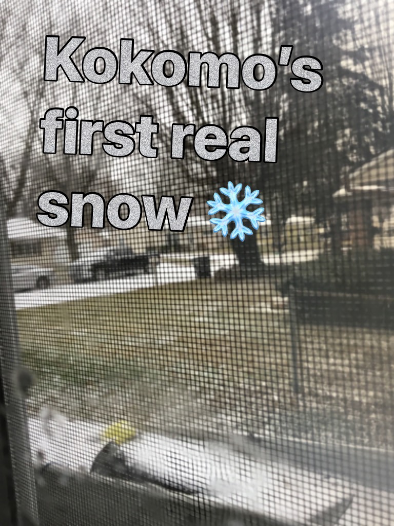Kokomo’s first real snow ❄️ 