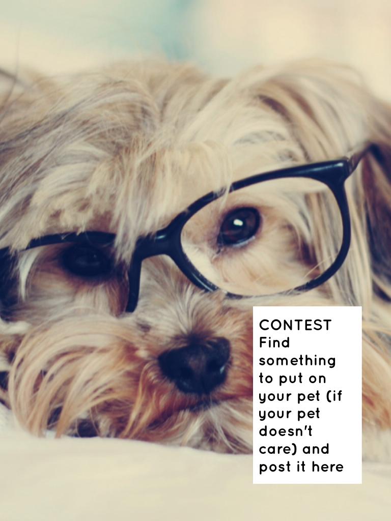 CONTEST
Find something to put on your pet (if your pet doesn't care) and post it here