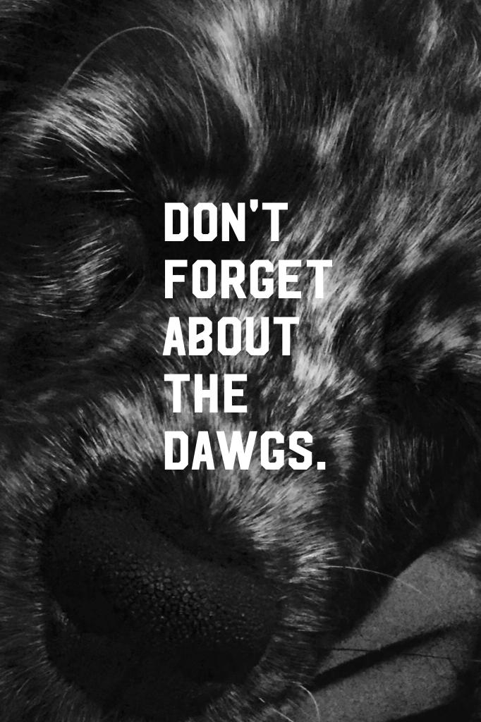 Don't Forget about the dawgs.