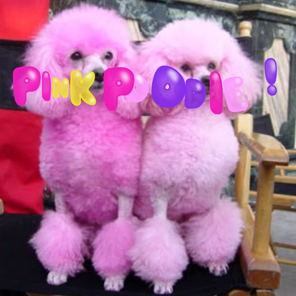 Pink poodle life with baby ones